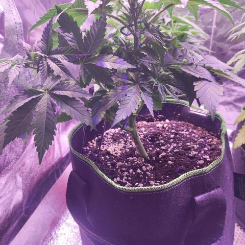 Kalashnikova  #2 growlog timeline photo