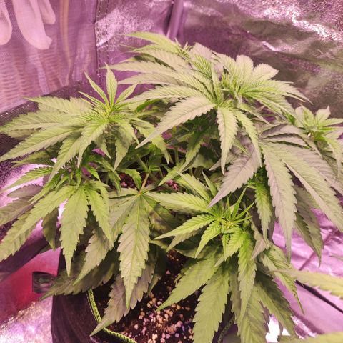 Kalashnikova  #1 growlog timeline photo