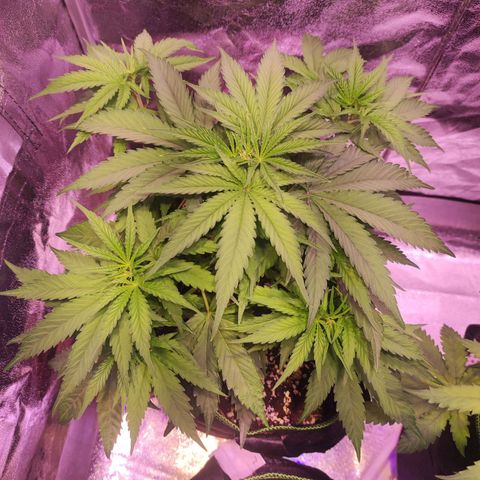 Kalashnikova  #1 growlog timeline photo