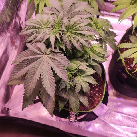Kalashnikova  #2 growlog timeline photo