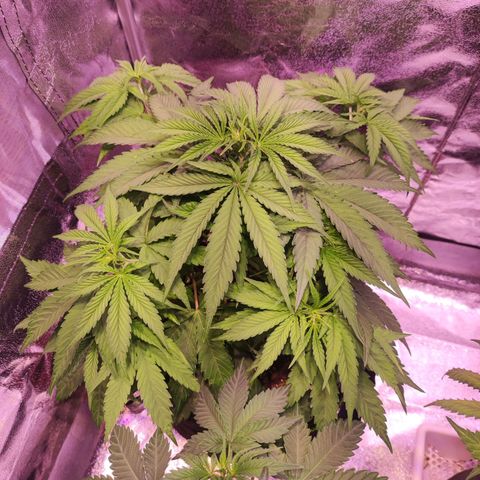 Kalashnikova  #1 growlog timeline photo