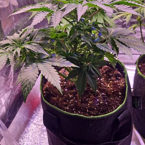 Kalashnikova  #2 growlog timeline photo