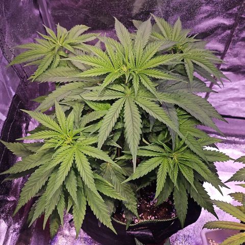 Kalashnikova  #1 growlog timeline photo