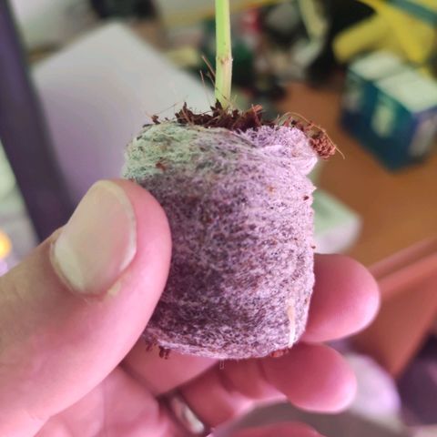 Kala  growlog timeline photo