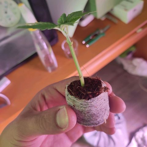 Kala  growlog timeline photo