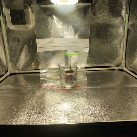 Kala  growlog timeline photo