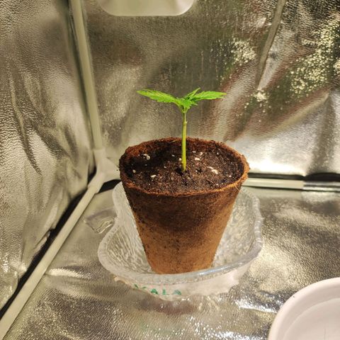 Kala  growlog photo: Umgetopft Wachstumsphase beginnt
