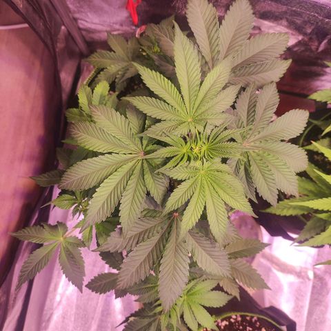 Kalashnikova  #2 growlog timeline photo