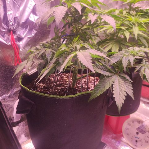 Kalashnikova  #2 growlog timeline photo