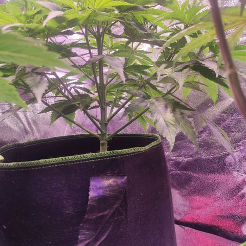 Kalashnikova  #1 growlog timeline photo