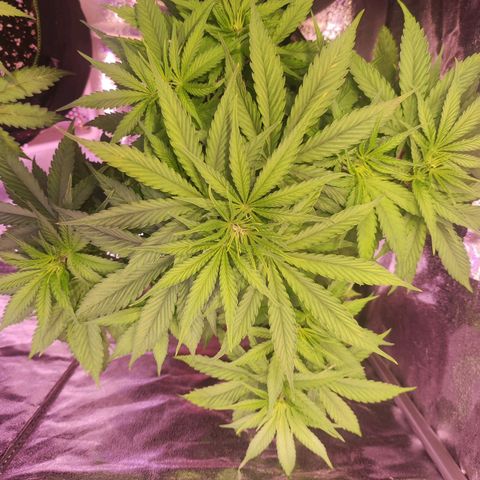 Kalashnikova  #1 growlog timeline photo