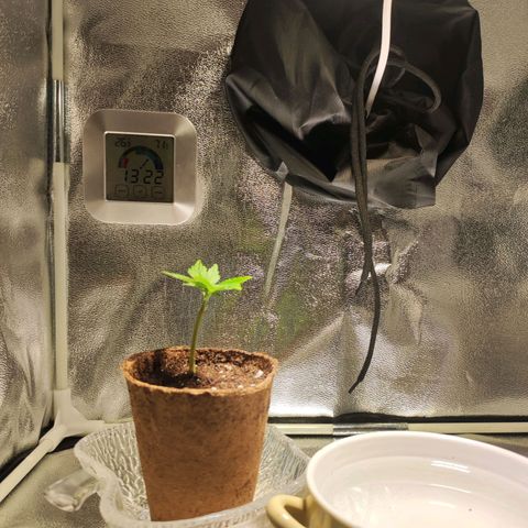 Kala  growlog timeline photo