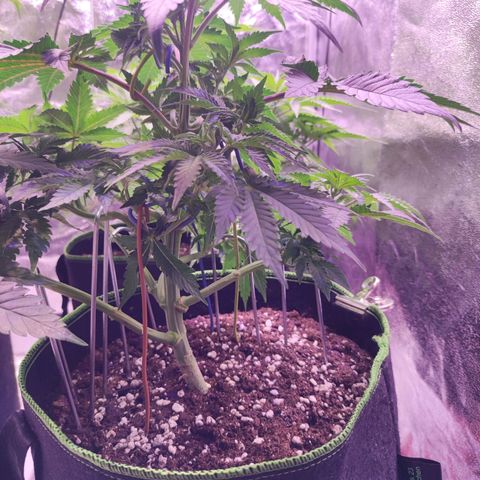 Kalashnikova  #2 growlog timeline photo