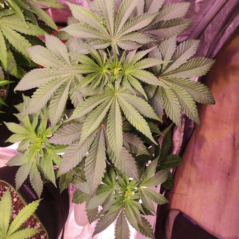 Kalashnikova  #2 growlog timeline photo