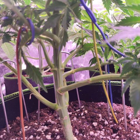 Kalashnikova  #2 growlog timeline photo
