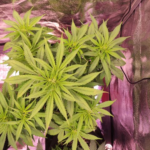 Kalashnikova  #1 growlog timeline photo
