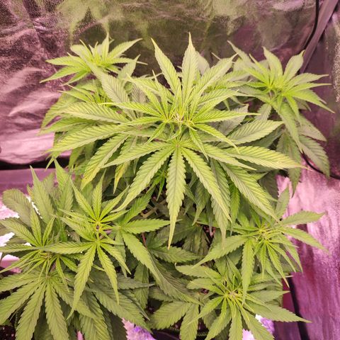 Kalashnikova  #1 growlog timeline photo