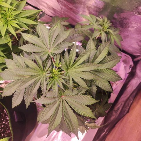Kalashnikova  #2 growlog timeline photo