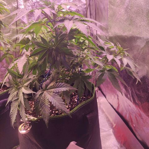Kalashnikova  #2 growlog timeline photo