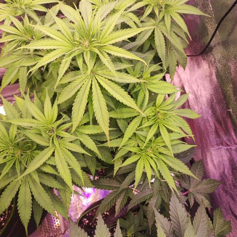 Kalashnikova  #1 growlog timeline photo