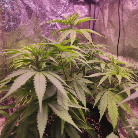 Kalashnikova  #1 growlog timeline photo