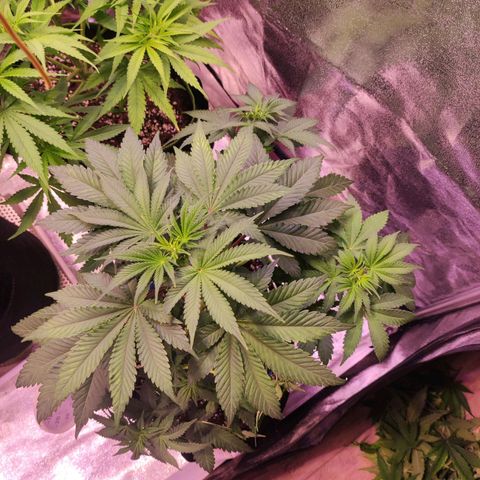 Kalashnikova  #2 growlog timeline photo