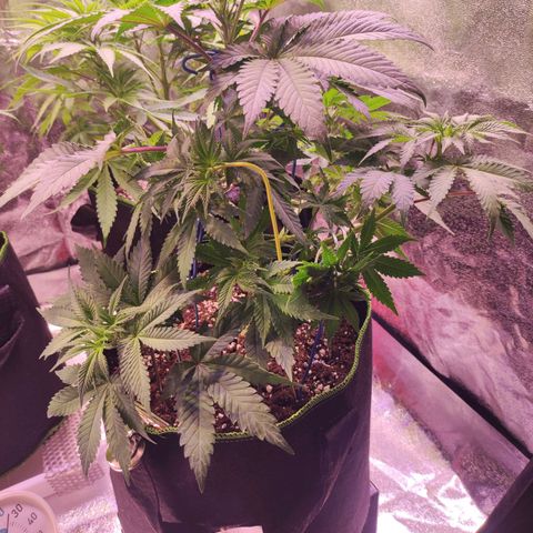 Kalashnikova  #2 growlog timeline photo