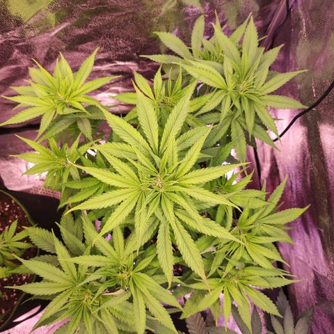 Kalashnikova  #1 growlog timeline photo