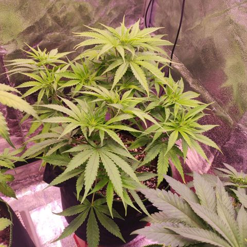 Kalashnikova  #1 growlog timeline photo