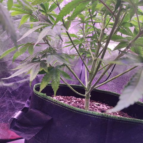 Kalashnikova  #1 growlog timeline photo