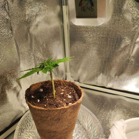 Kala  growlog timeline photo