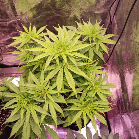 Kalashnikova  #1 growlog timeline photo