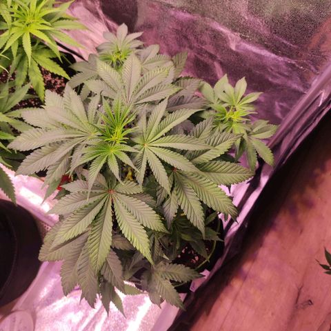 Kalashnikova  #2 growlog timeline photo