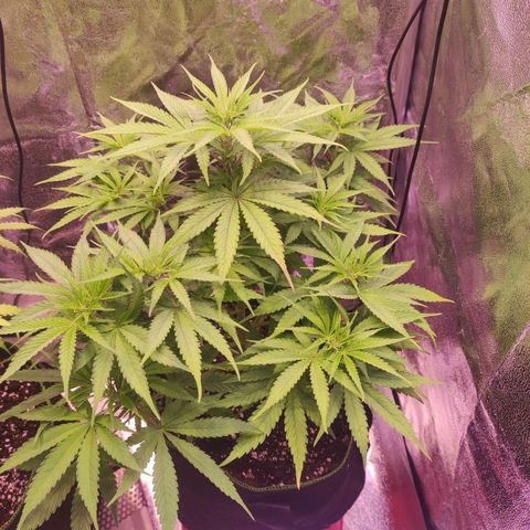 Kalashnikova  #1 growlog timeline photo