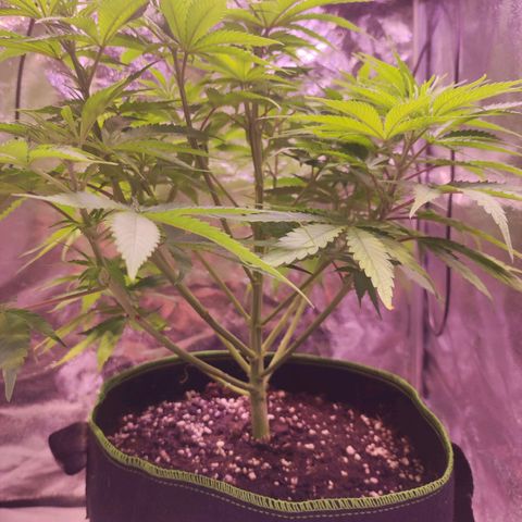 Kalashnikova  #1 growlog timeline photo
