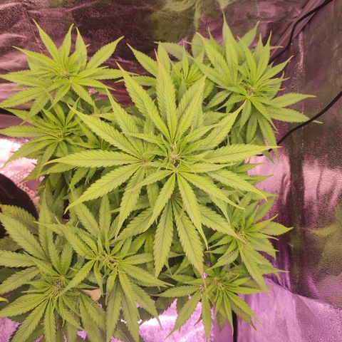 Kalashnikova  #1 growlog timeline photo