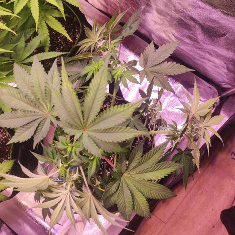 Kalashnikova  #2 growlog timeline photo