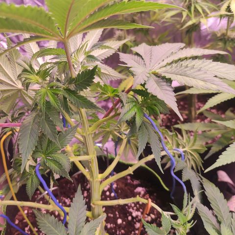Kalashnikova  #2 growlog timeline photo