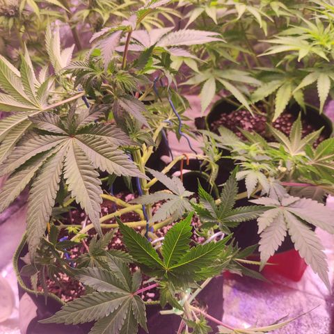 Kalashnikova  #2 growlog timeline photo