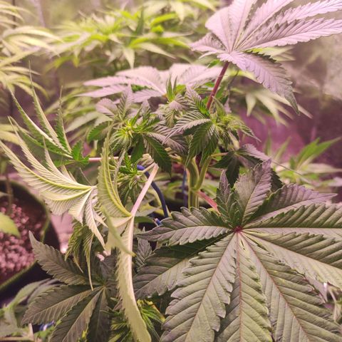 Kalashnikova  #2 growlog timeline photo