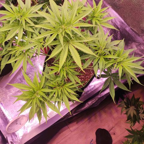 Kalashnikova  #1 growlog timeline photo