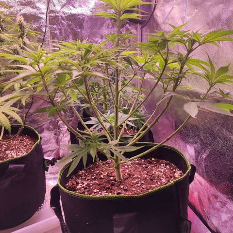 Kalashnikova  #1 growlog timeline photo