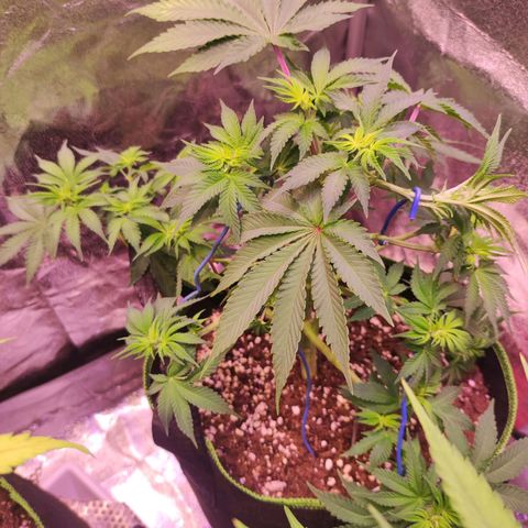 Kalashnikova  #2 growlog timeline photo
