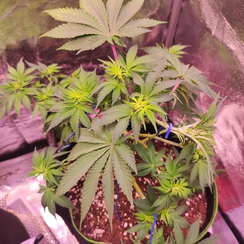 Kalashnikova  #2 growlog timeline photo