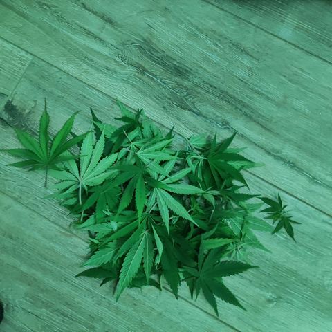 Kalashnikova  #1 growlog timeline photo