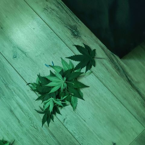 Kalashnikova  #2 growlog timeline photo