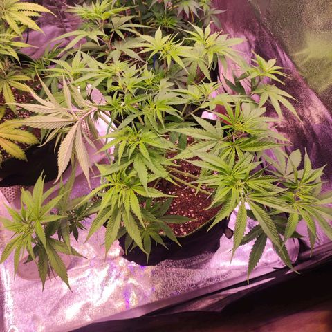 Kalashnikova  #1 growlog timeline photo