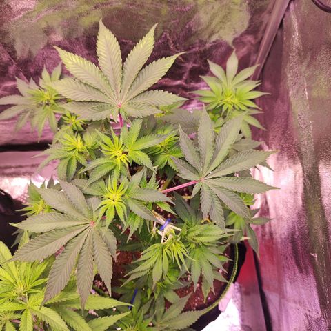 Kalashnikova  #2 growlog timeline photo