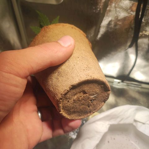 Kala  growlog timeline photo