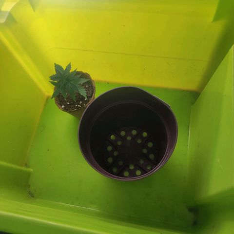 Kala  growlog timeline photo